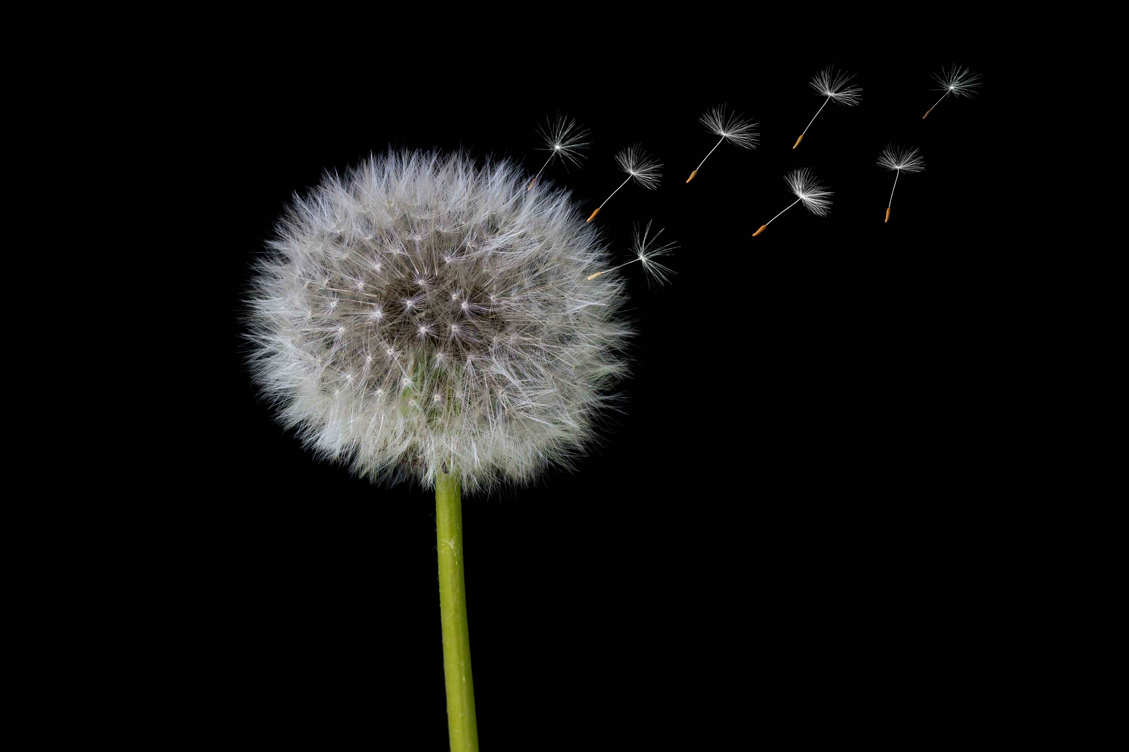 dandelion quotes tattoos