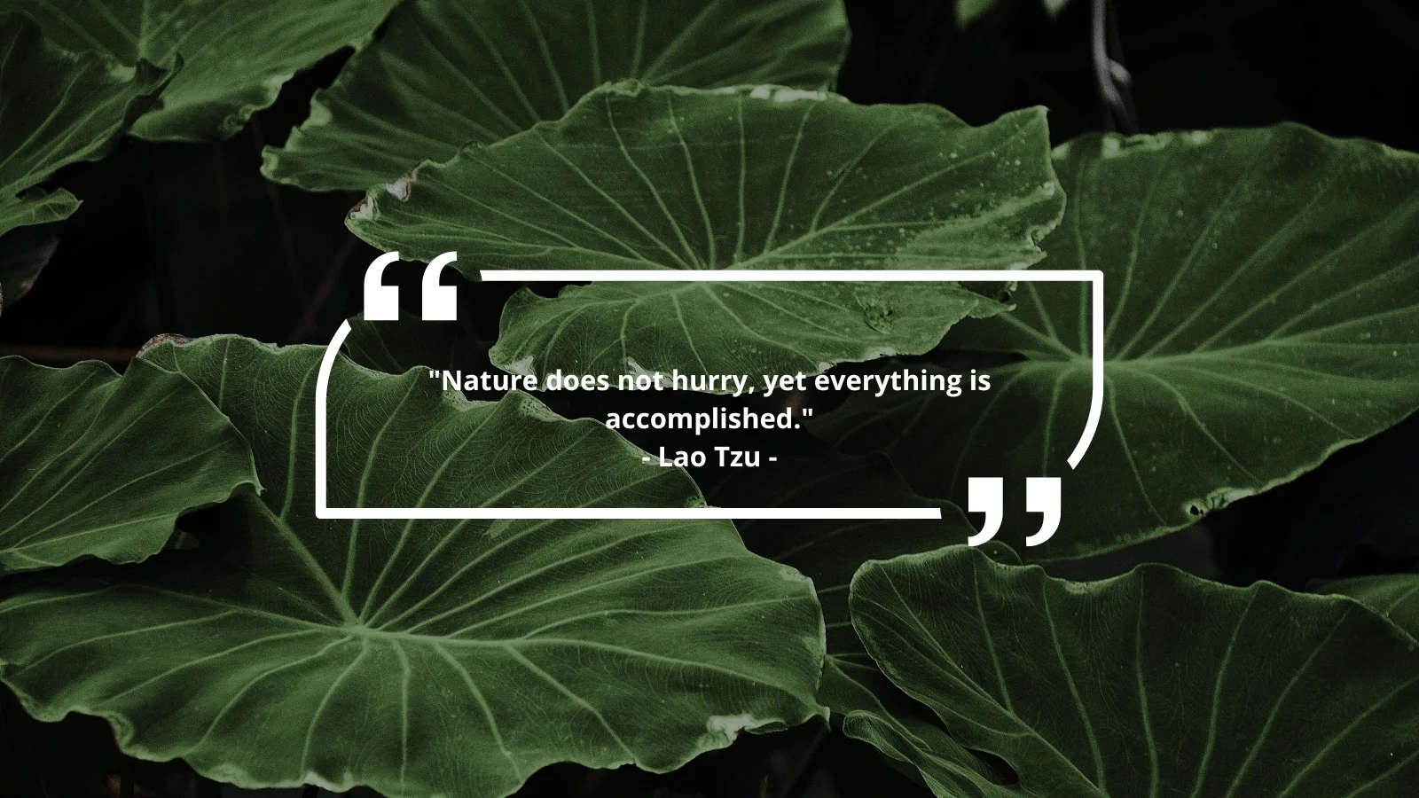 Nature quotes